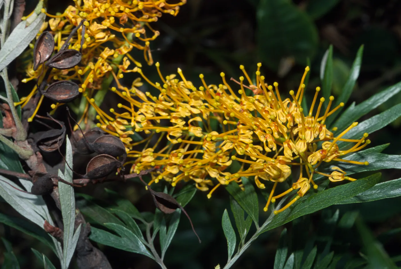 Grevillea robusta