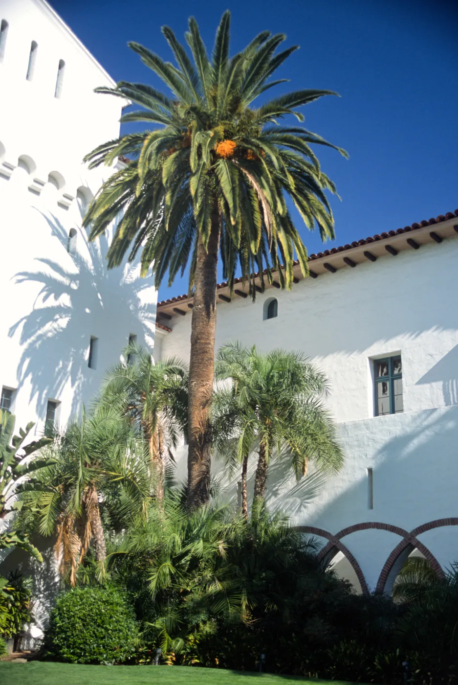 Phoenix canariensis