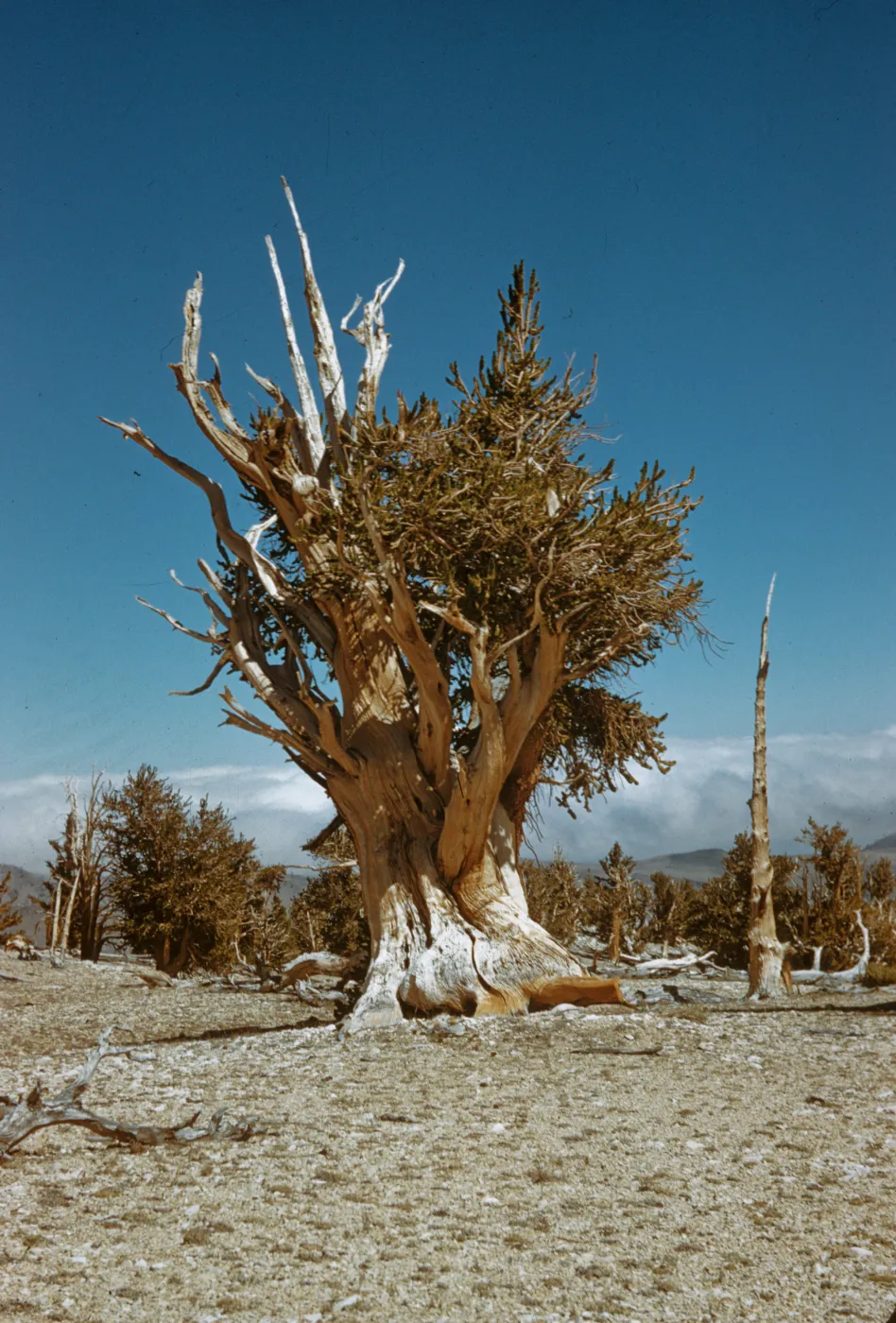 large Bristlecone Pine, White Mountains