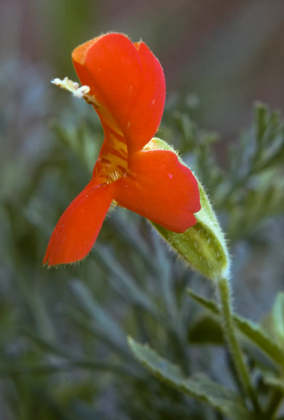Mimulus cardinalis, Scarlet Monkey Flower