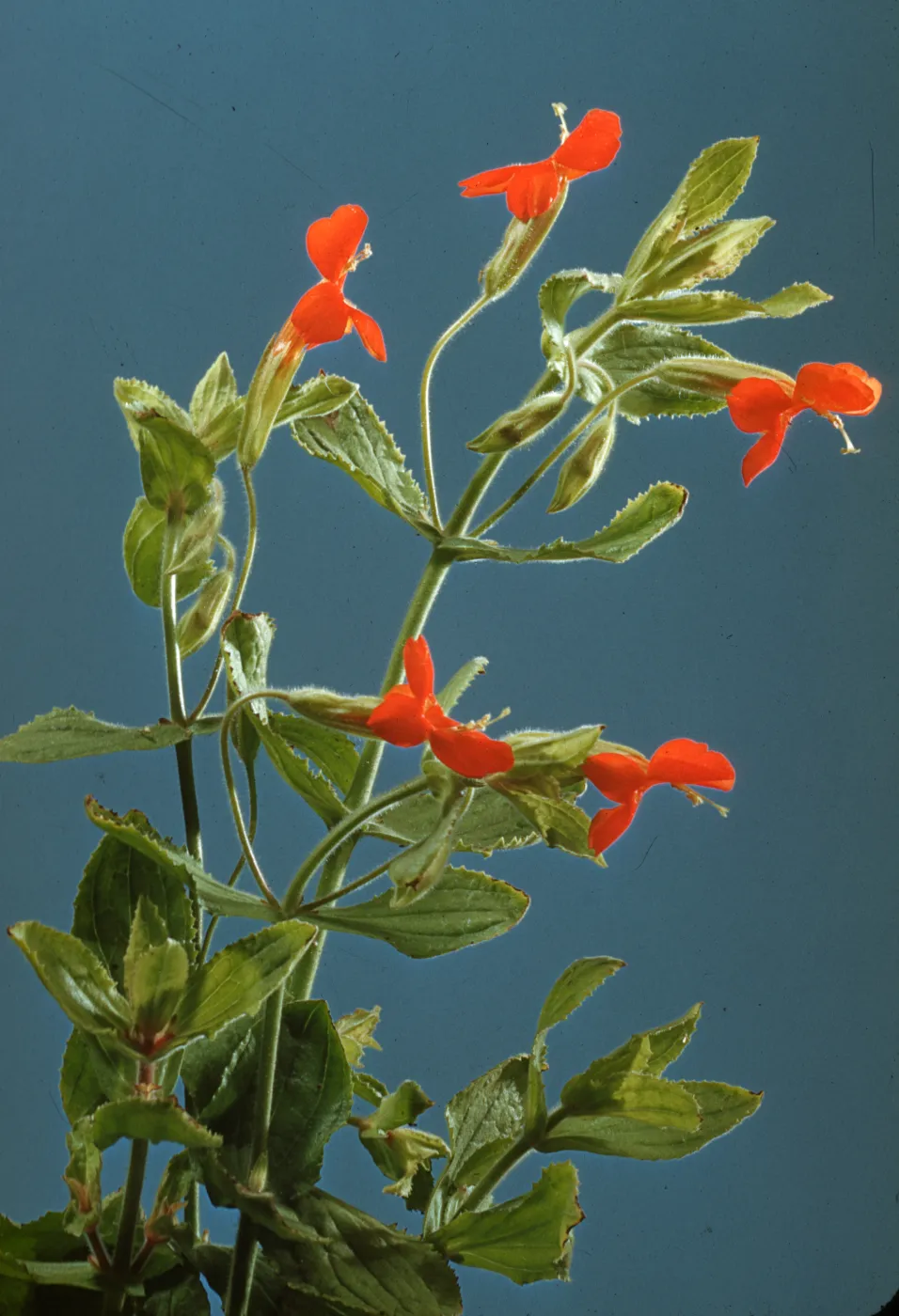Mimulus cardinalis