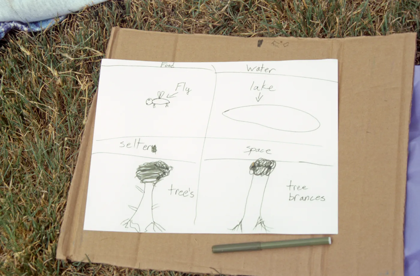 Nature Camp 2000
