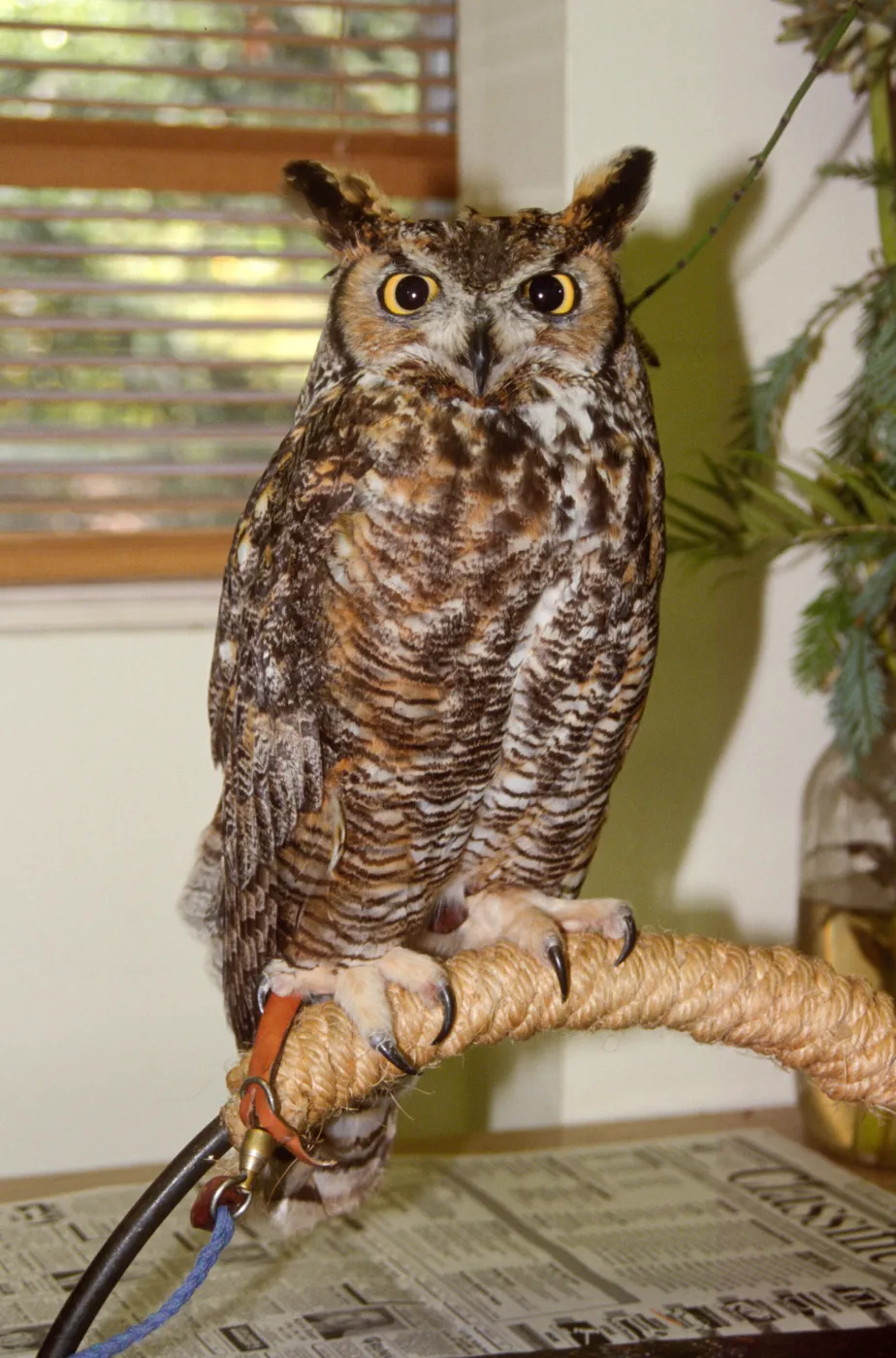 Nature Camp 2001, owl