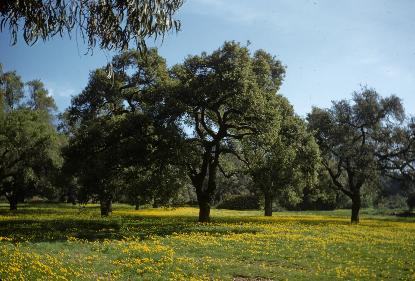 Oaks, Bermuda Oxalis, Ashley Road, Santa Barbara