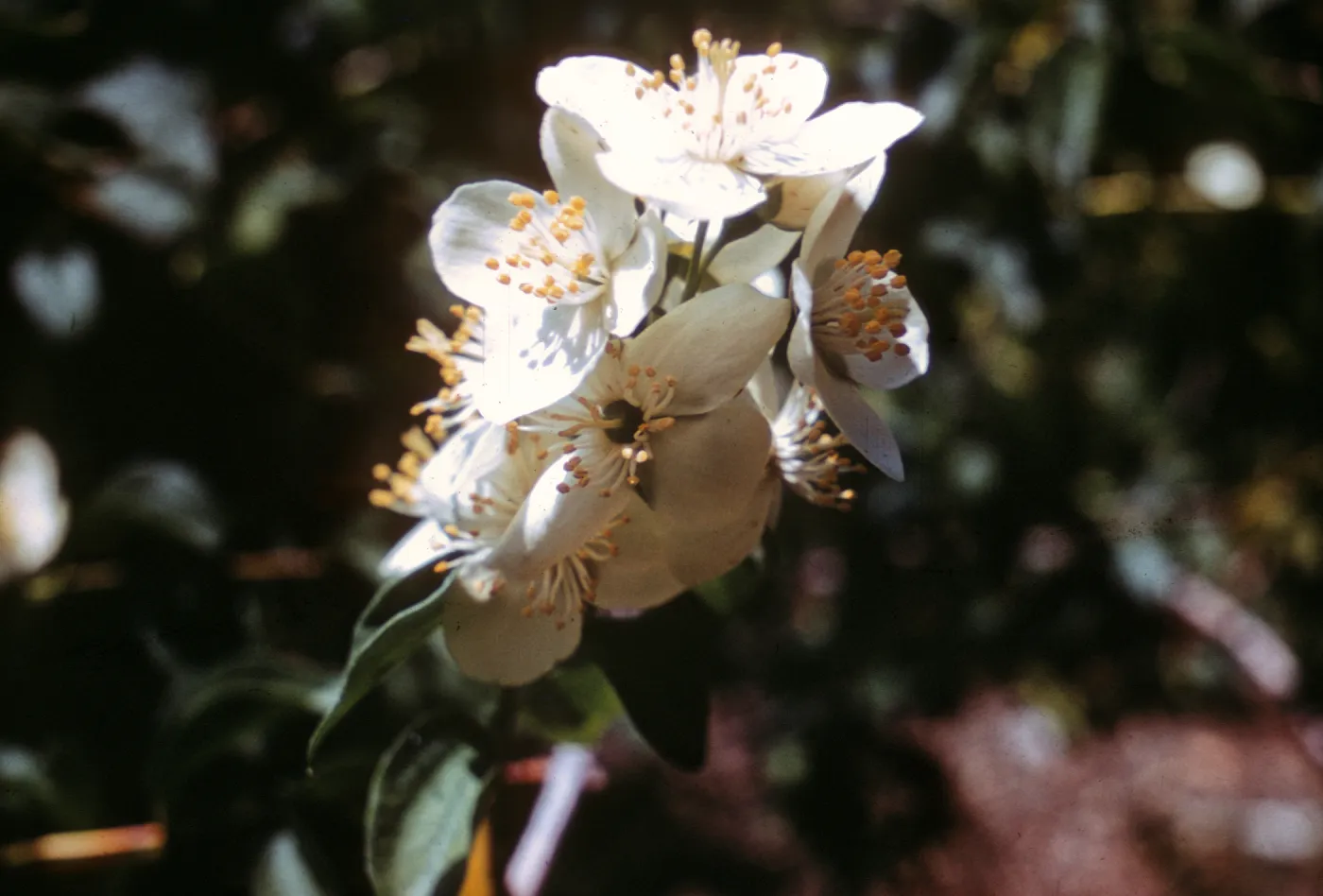 Philadelphus lewisii ssp. gordonianus, RSA Botanic garden