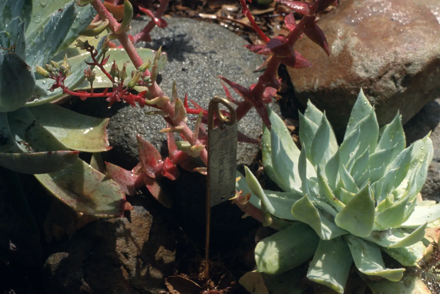 Dudleya (liveforevers) NAPCC Evaluation