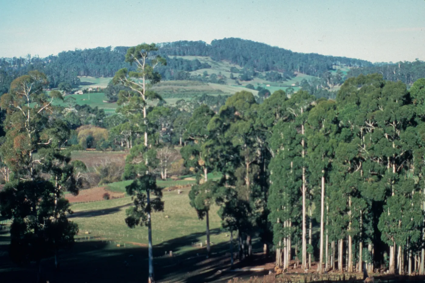  This is a view across the Tasmanian Arboretum (45 hectare site) prior to the start of planting. Eucalyptus viminalis is the dominant species.