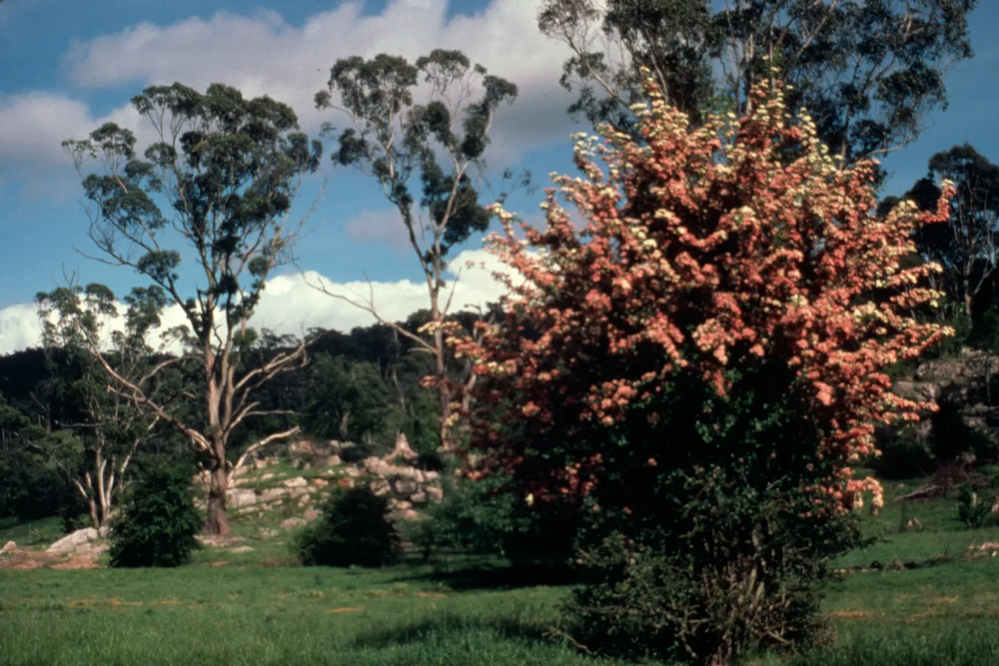 This Hawthorn Crataegus monogyna, shows two flower colors, There are natural limestone outcrops on site as well.