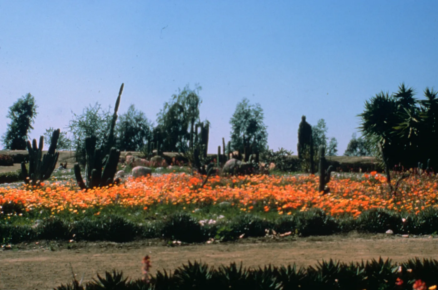  Spring display in the Desert Section, just one portion of their extensive Arid Zone Collection