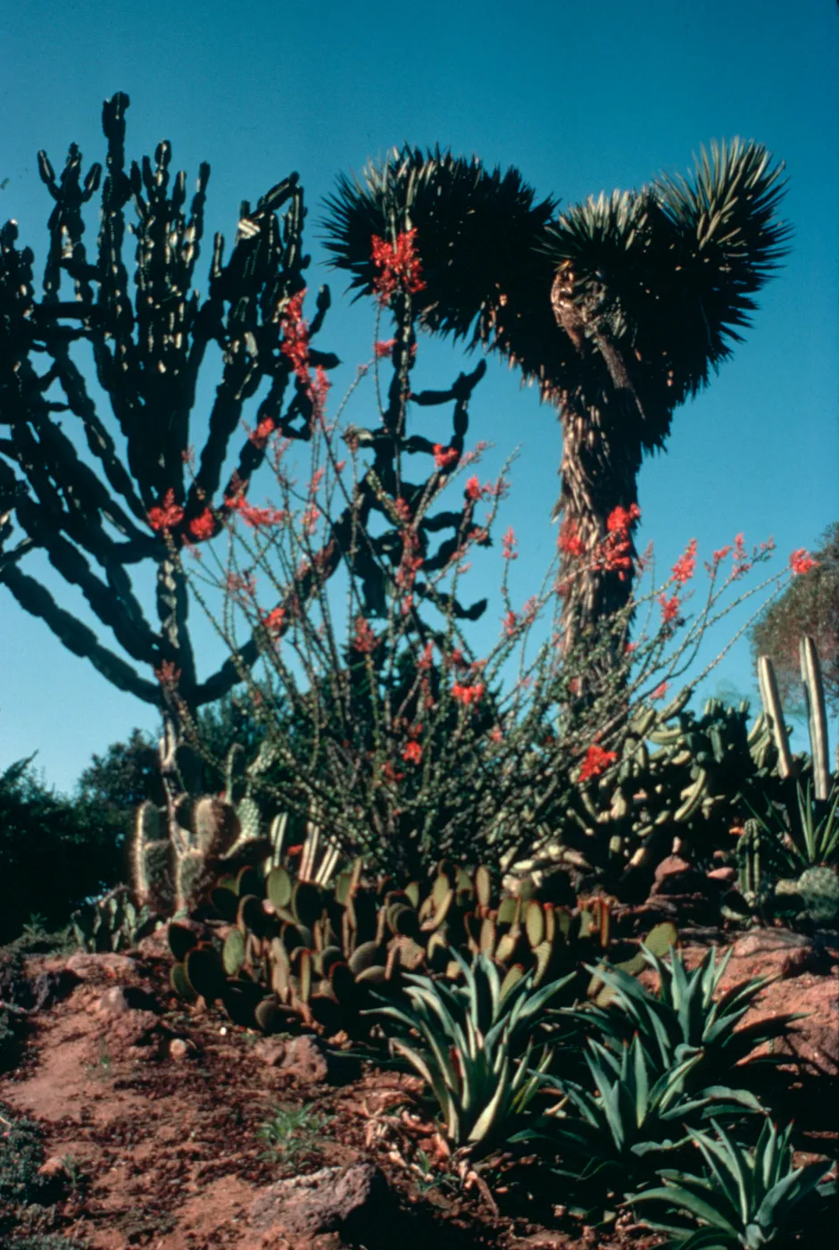 New World Desert Garden