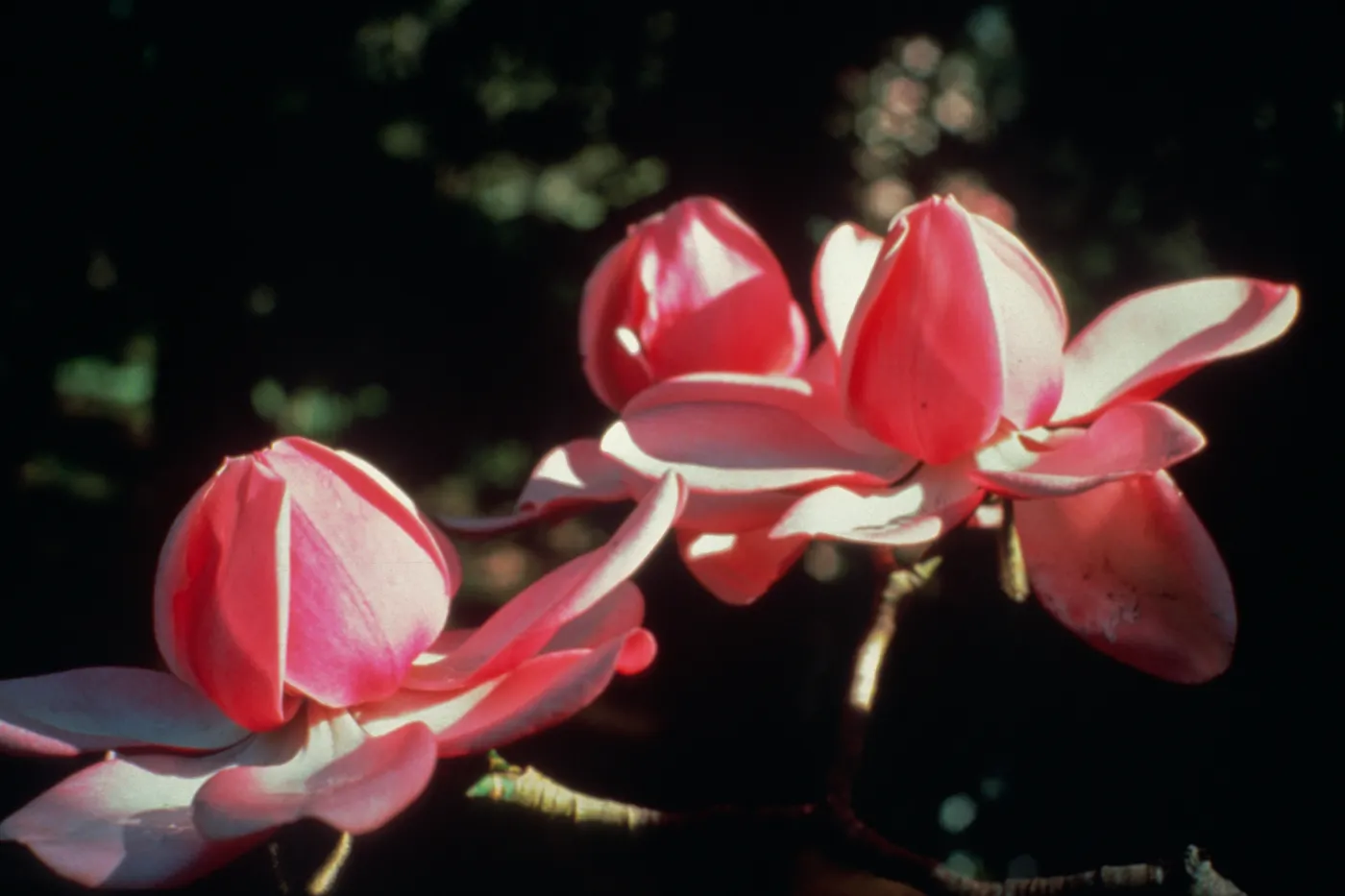 Magnolia campbellii, with its distinctive cup and saucer" flower is the logo for the Strybing Arboretum and Botanical Gardens and represents the outstanding collection of American and Asian magnolias found throughout our grounds