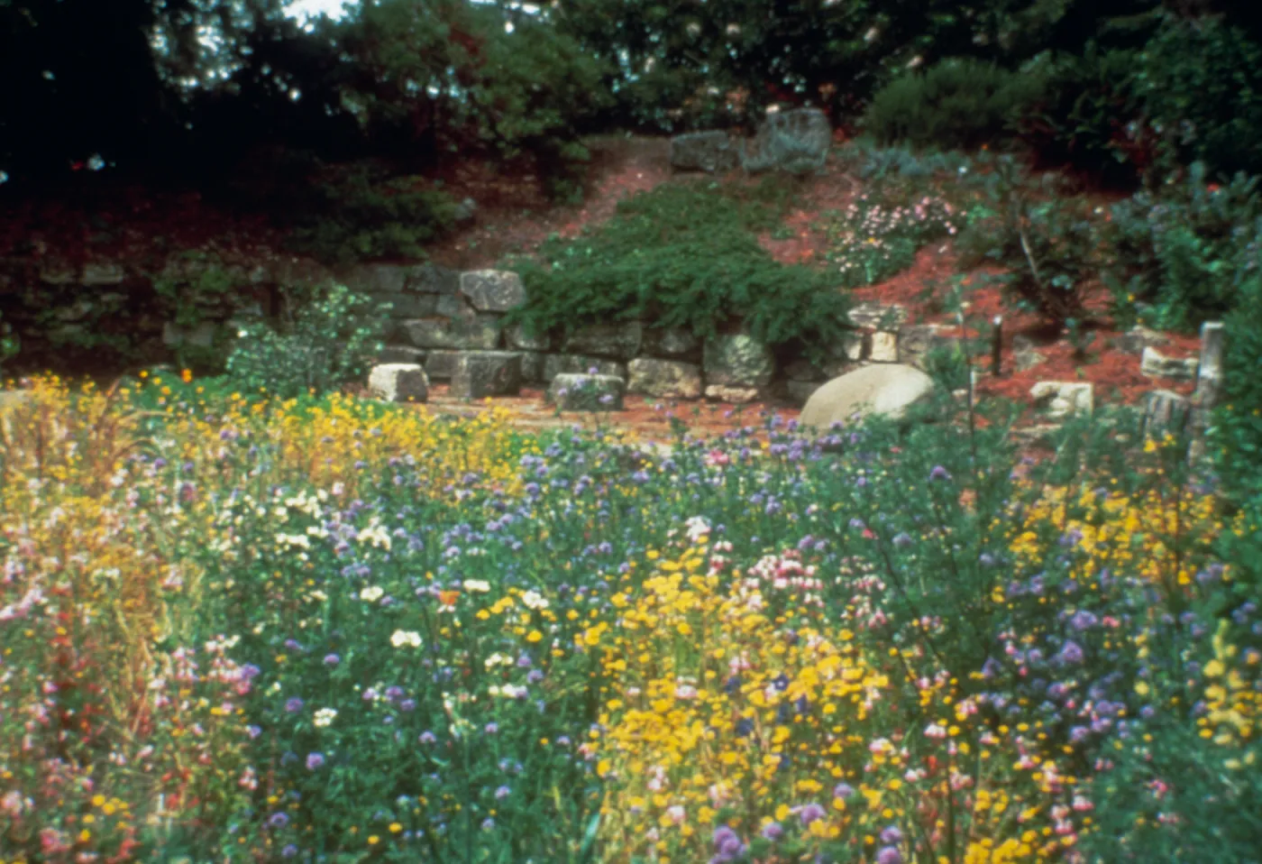 Our newly redesigned Garden of California Native Plants displays a meadow of spring and summer-blooming flowers.