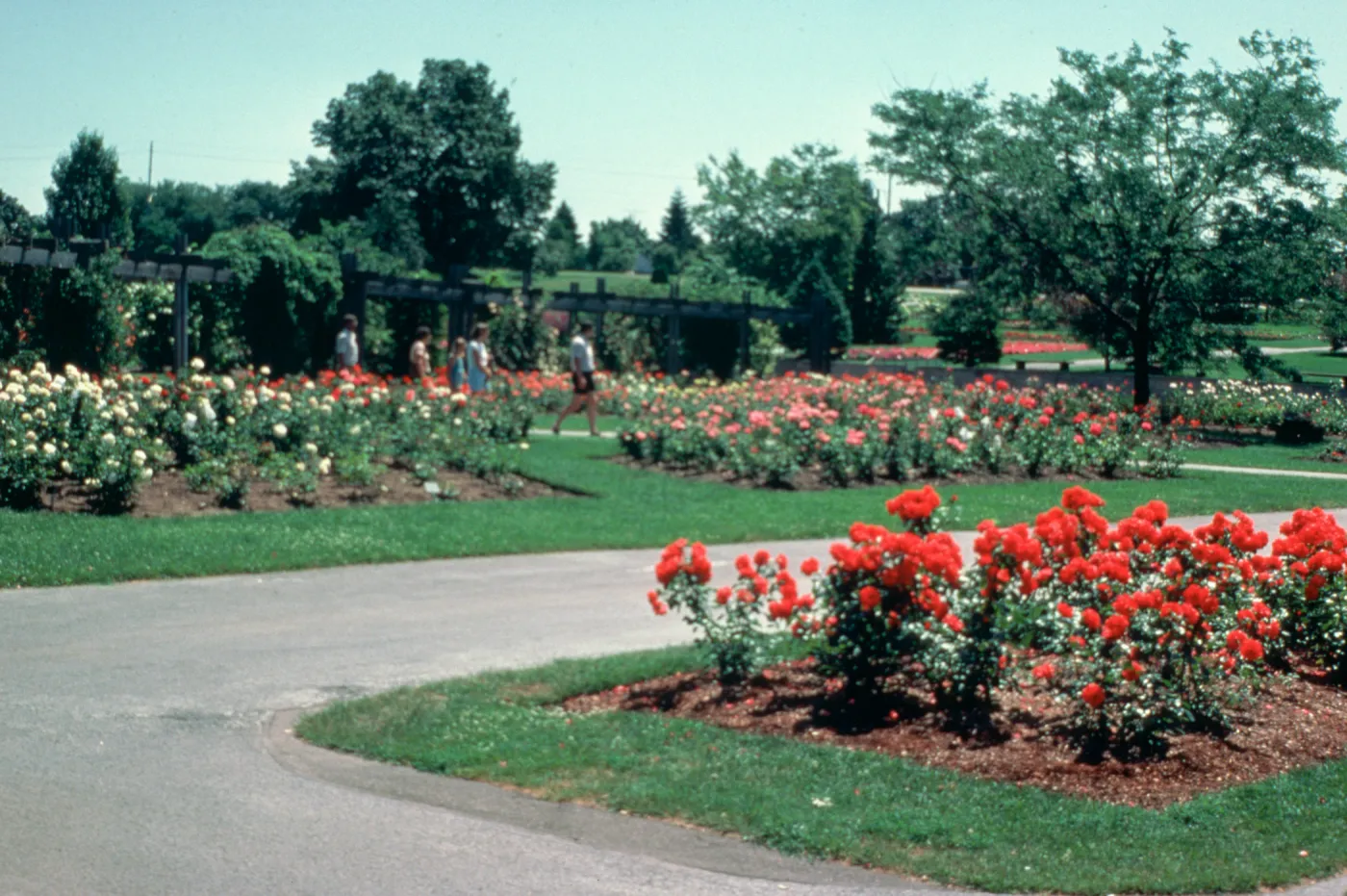 The Rose Garden, Hendrie Park