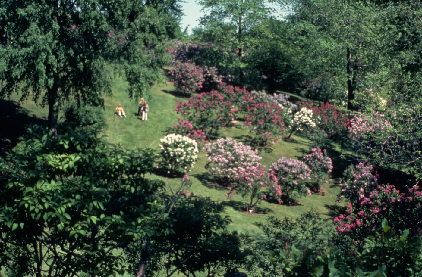  Katie Osborne Lilac Dell in the Arboretum