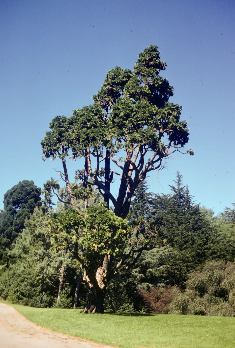 Arbutus menziesii, Strybing Arboretum