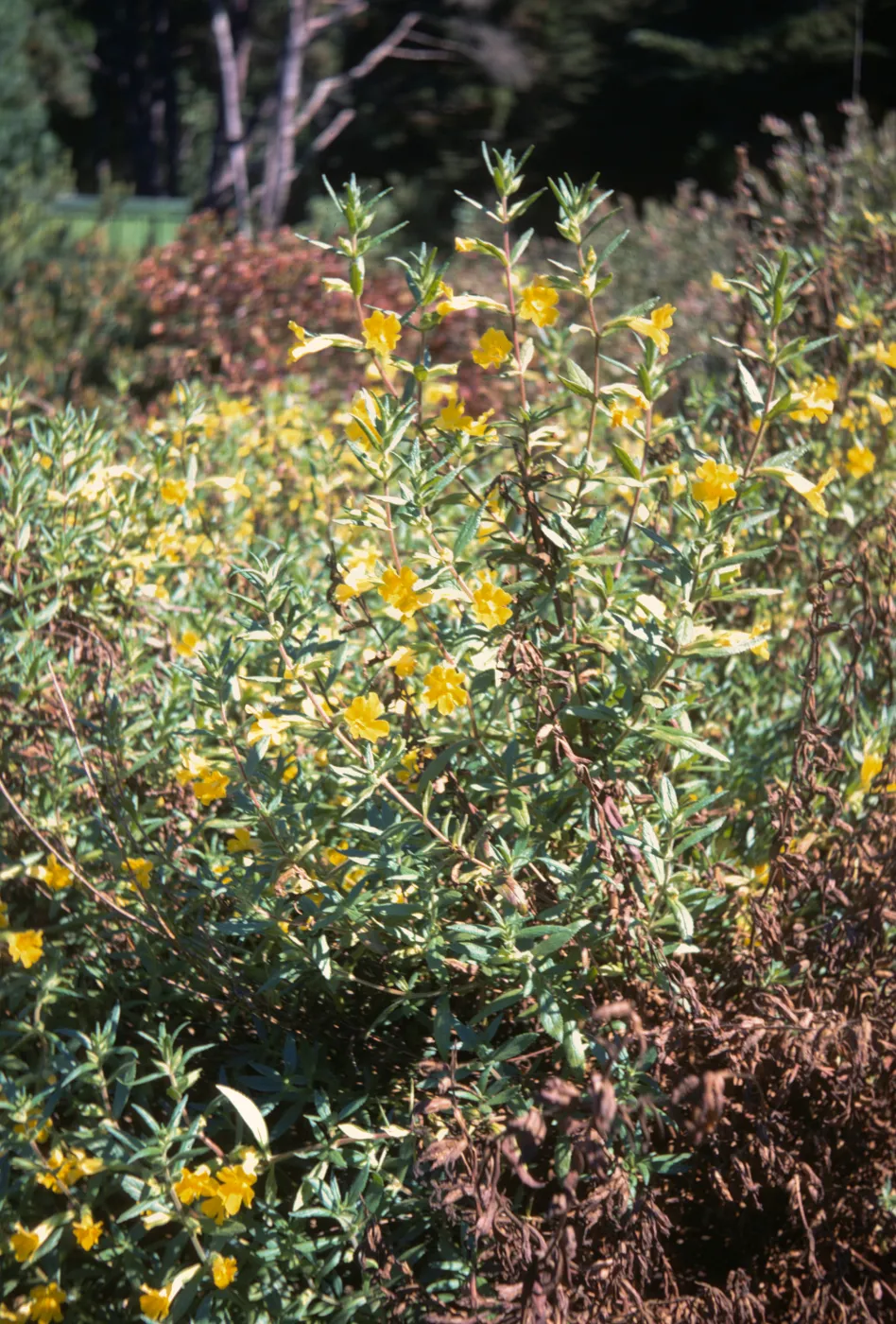 Mimulus clevelandii, Strybing Arboretum