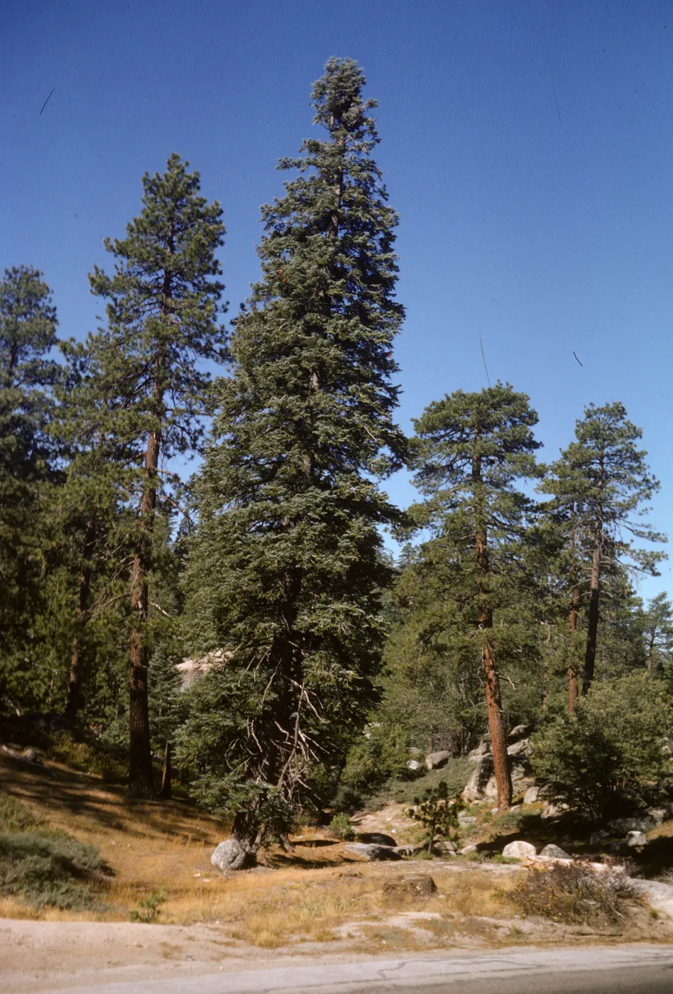 Dara Emery Photos, Abies concolor, Pinus ponderosa