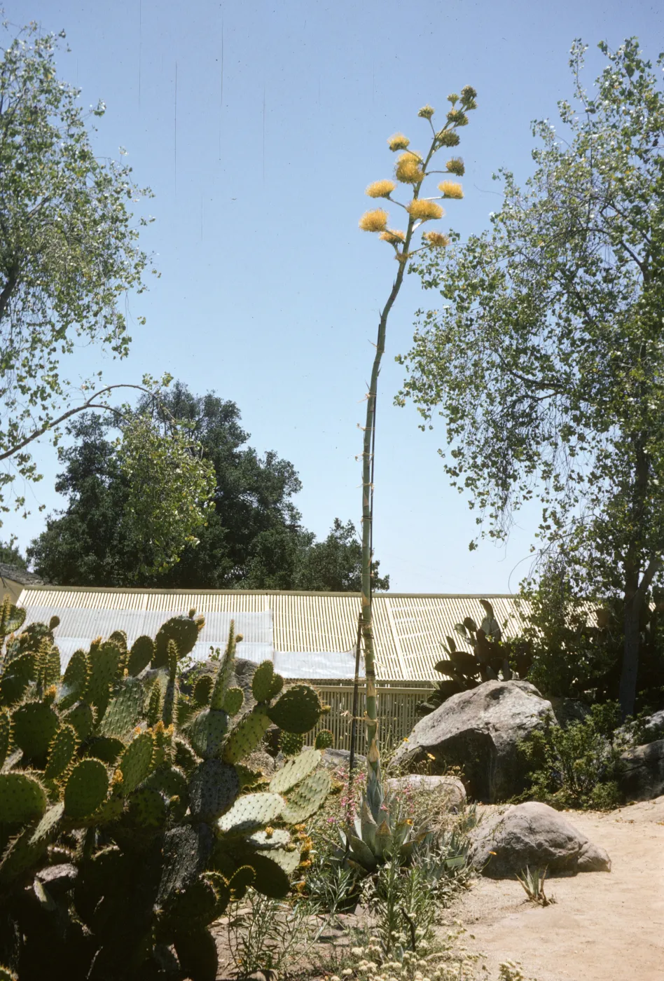 Dara Emery Photos, Agave deserti (Desert agave)