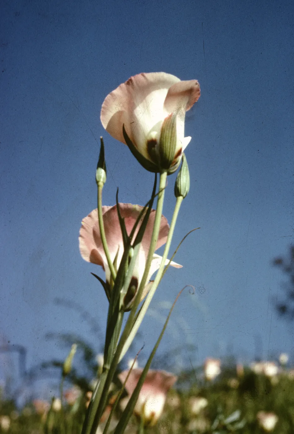 Dara Emery Photos, Calochortus catalinae