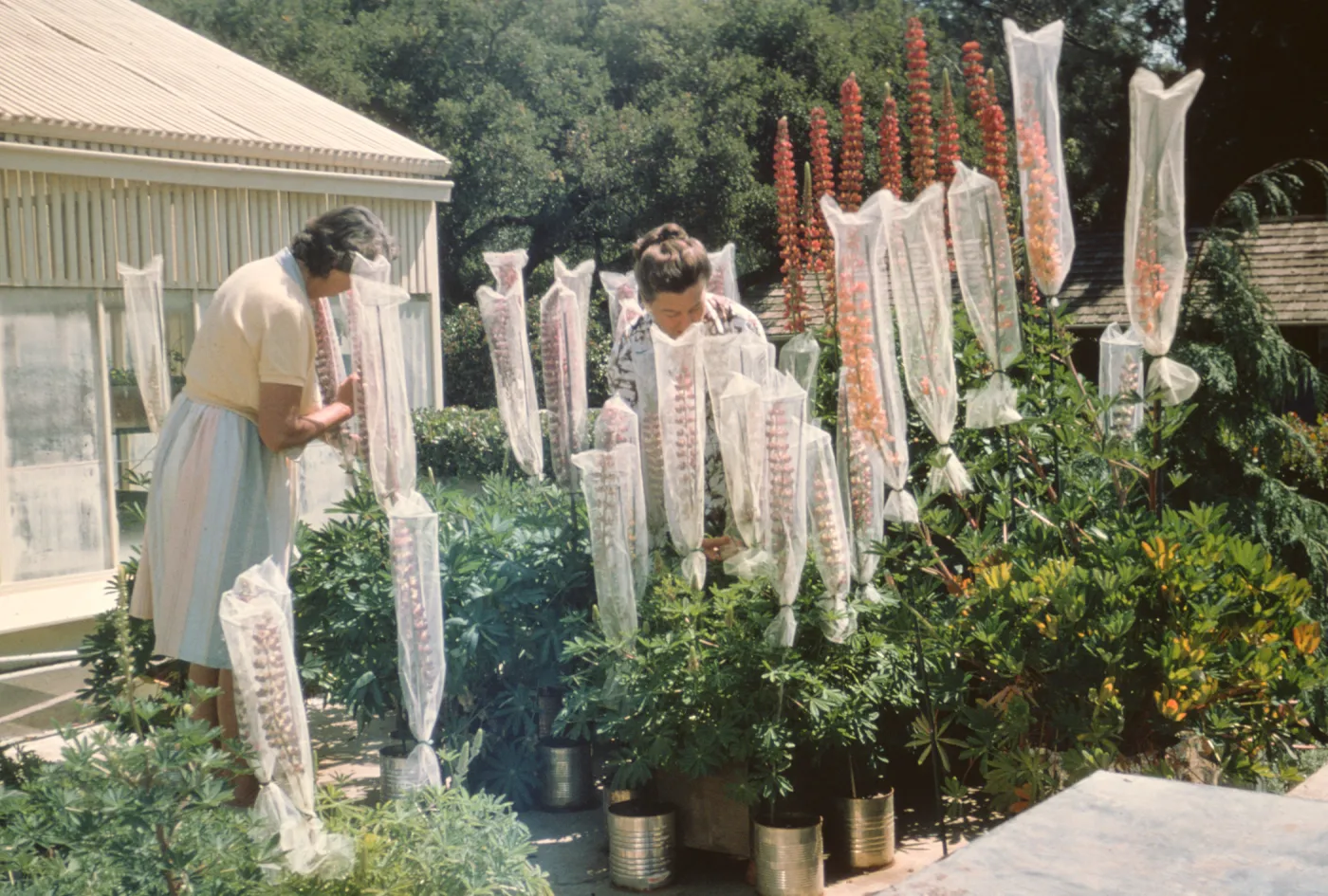 Hand pollinating, Lupine Breeding Program