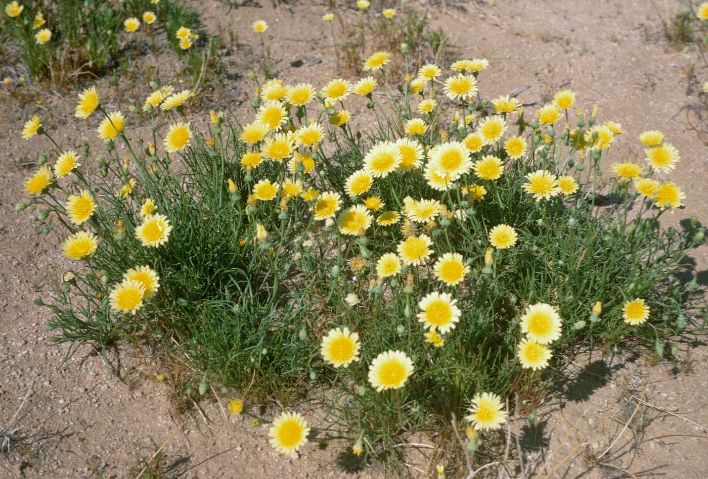 A cluster of of yellow, dandelion-like flowers with cylindrical, grass-like leaves grow in arid soil. 
