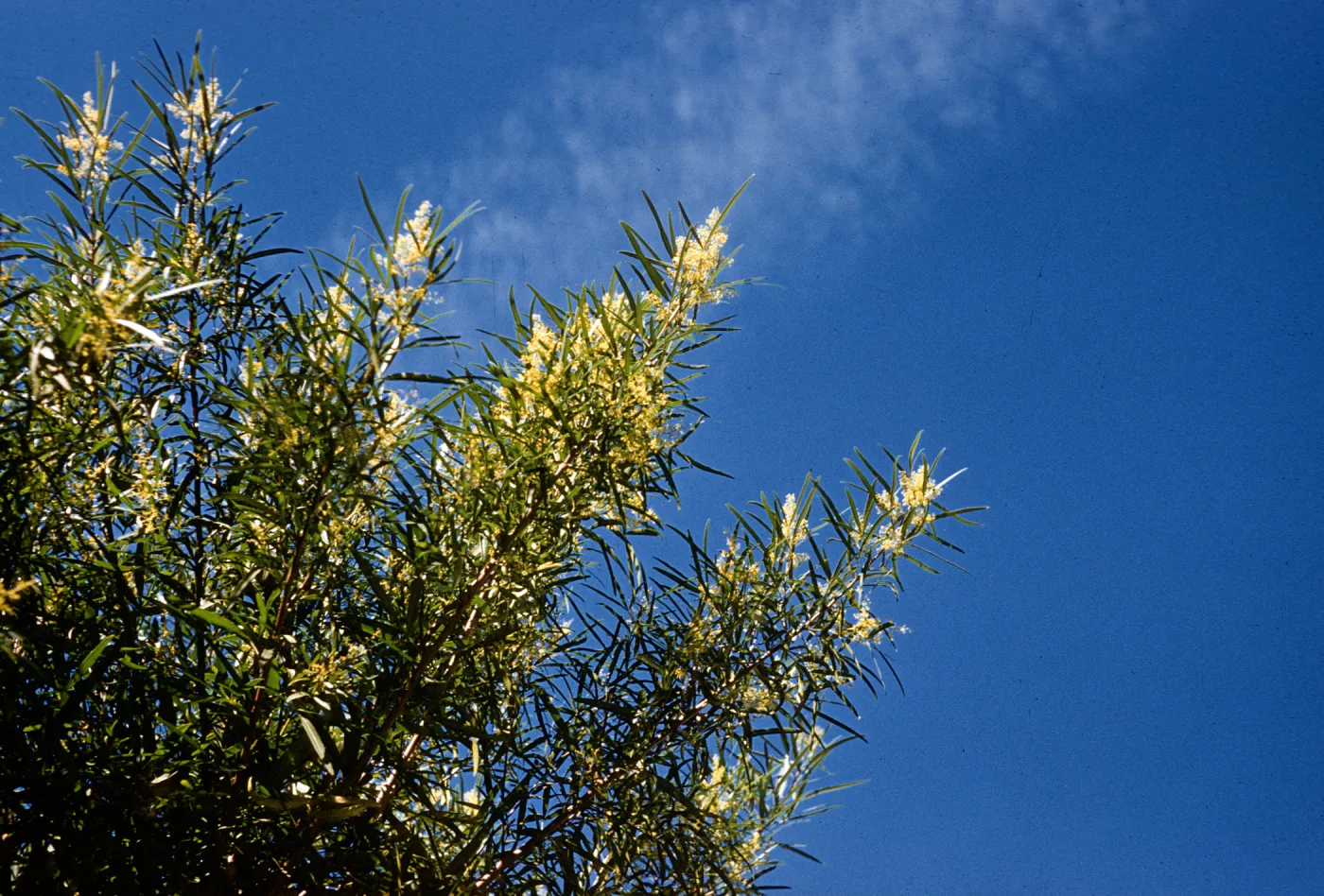 Clusters of tiny, off-white flowers grow on tree branches among long, narrow leaves. 