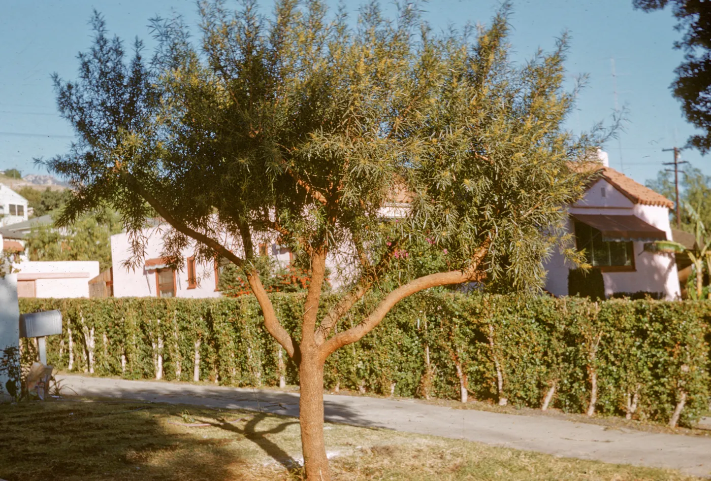 A tree with smooth, warm brown bark and long, narrow leaves grows in a residential yard beside a driveway and a line of square hedges. 