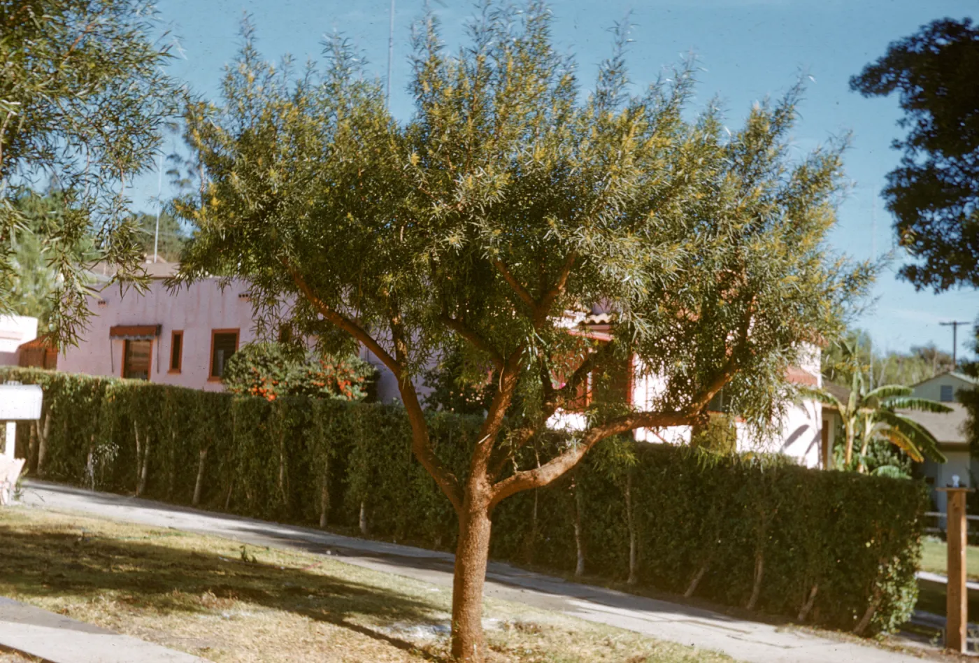 A tree with smooth, warm brown bark and long, narrow leaves grows in a residential yard beside a driveway and a line of square hedges. 