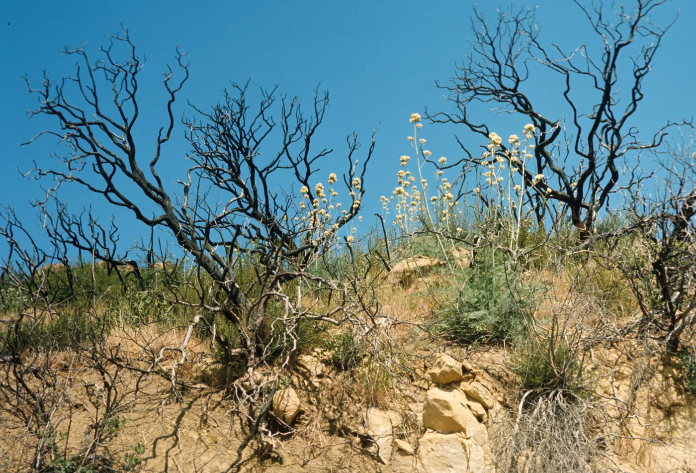 Several dark, bare trees stand among round clusters of white flowers on the end of tall stalks and a mix of dry and green grasses. 