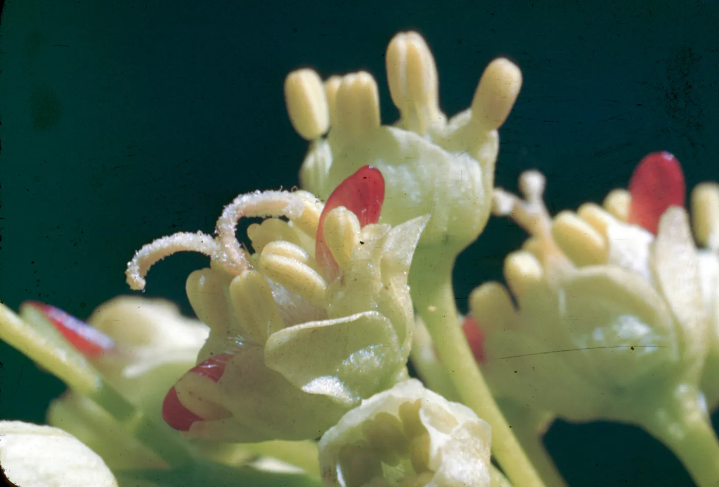 Acer macrophyllum