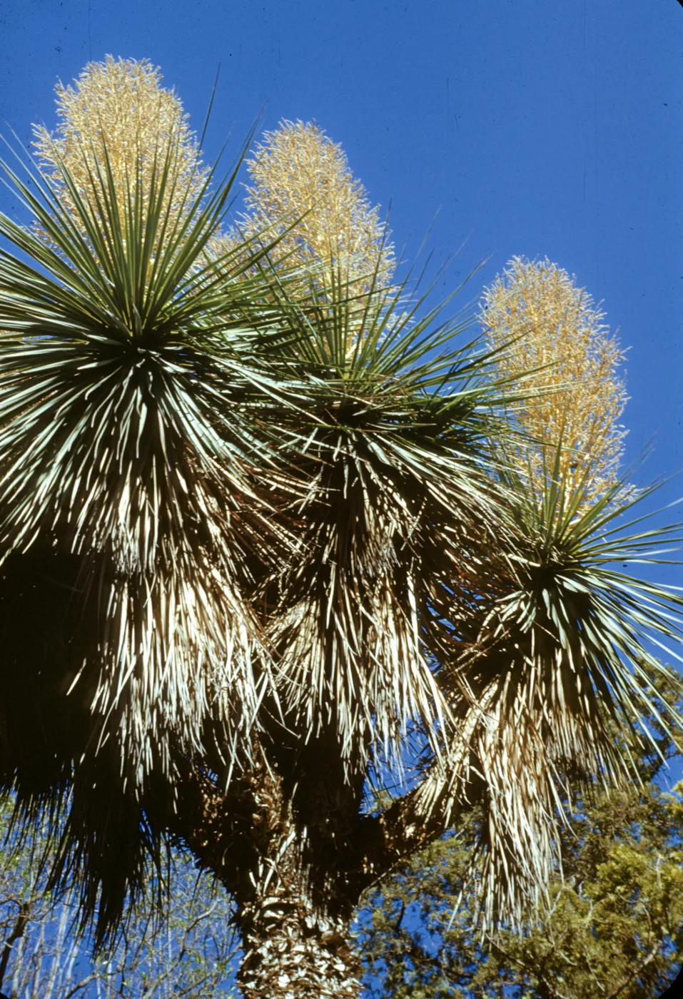Beaucarnia stricta