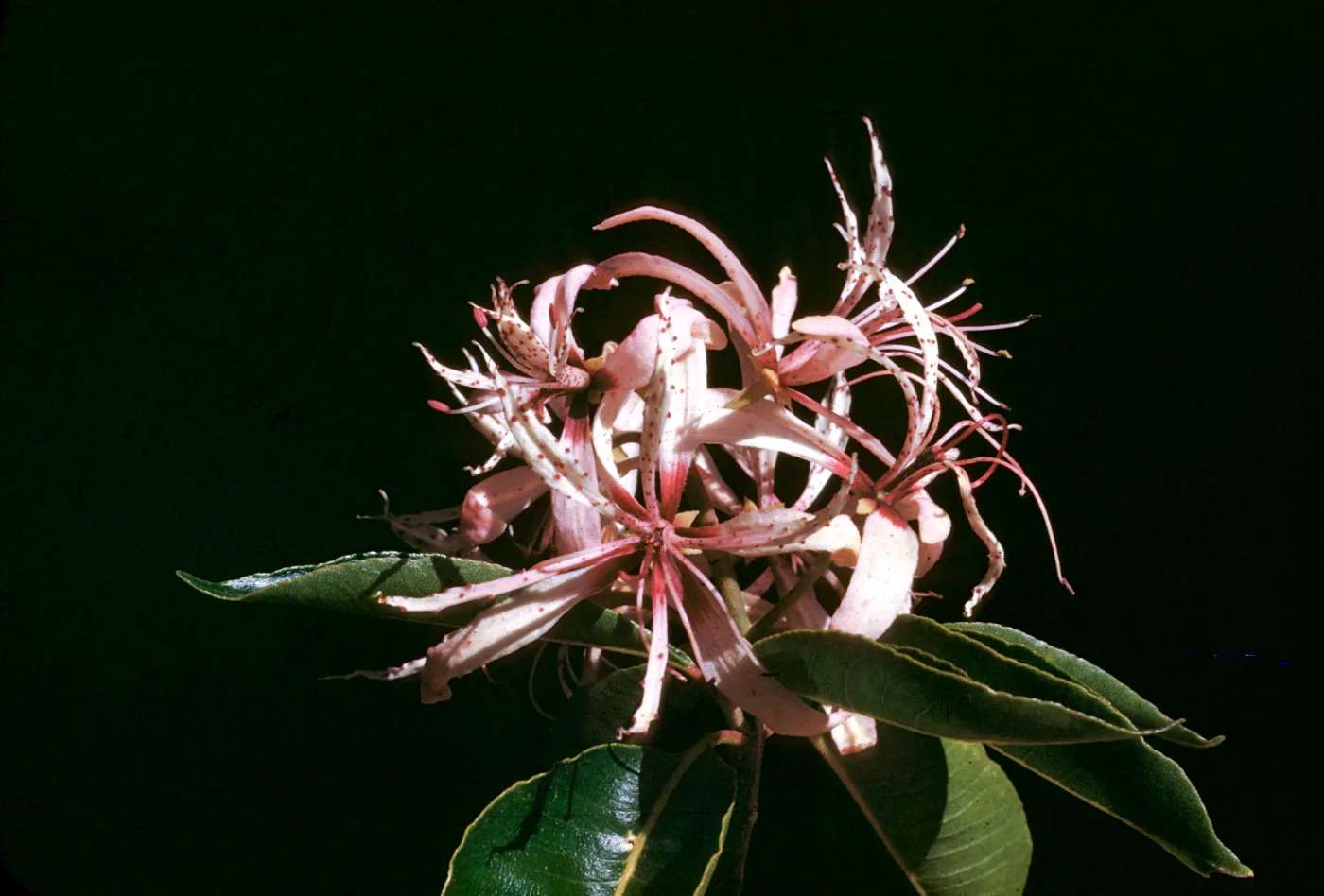 Calodendrum capense