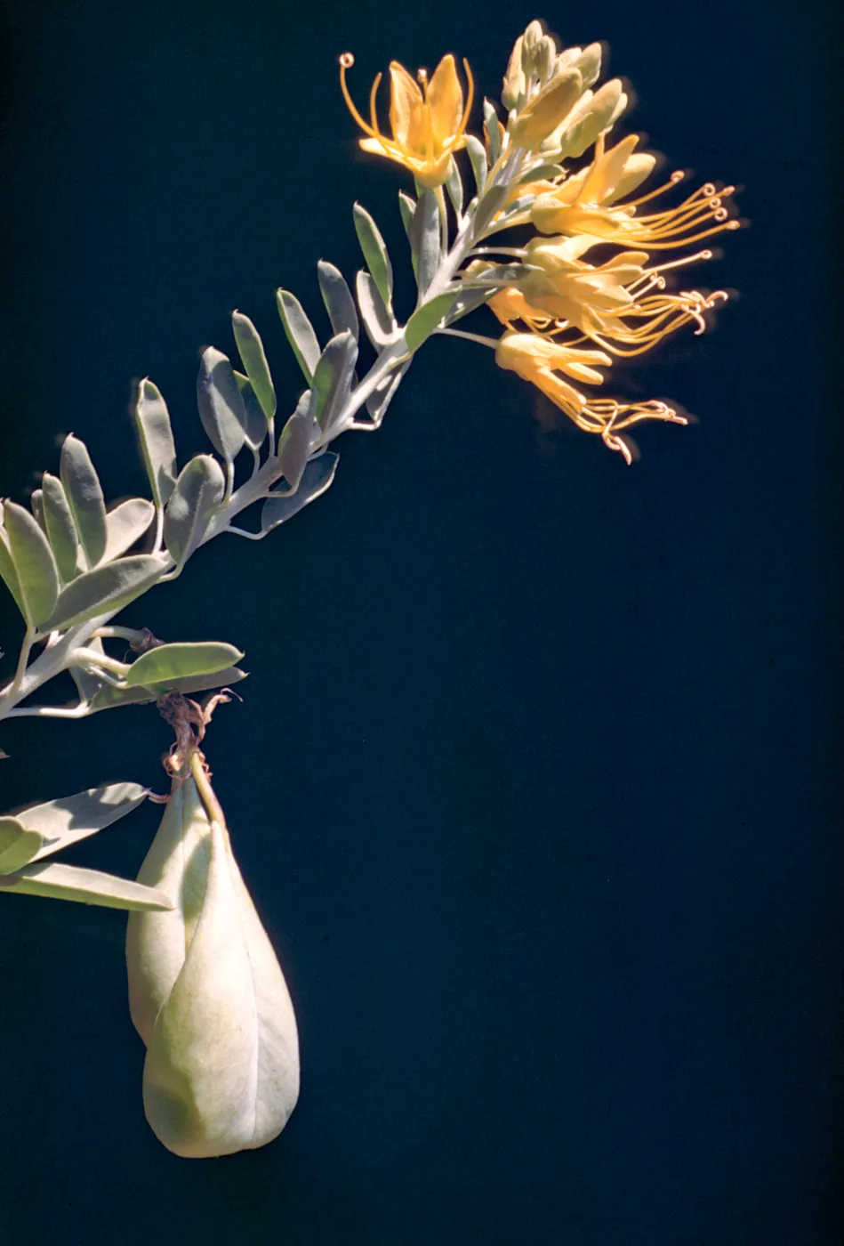Isomeris arborea