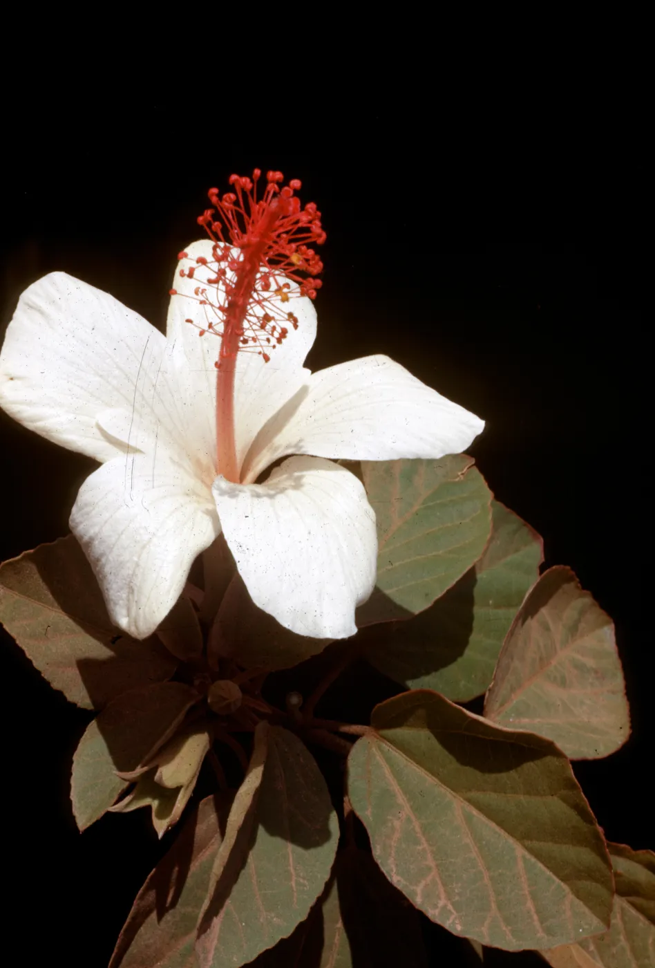 Hibiscus waimeae