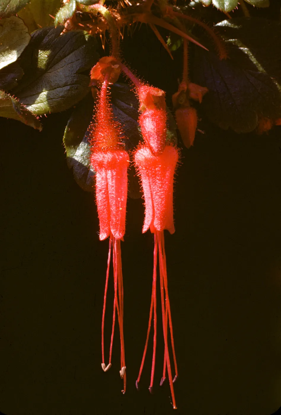 Ribes speciosum