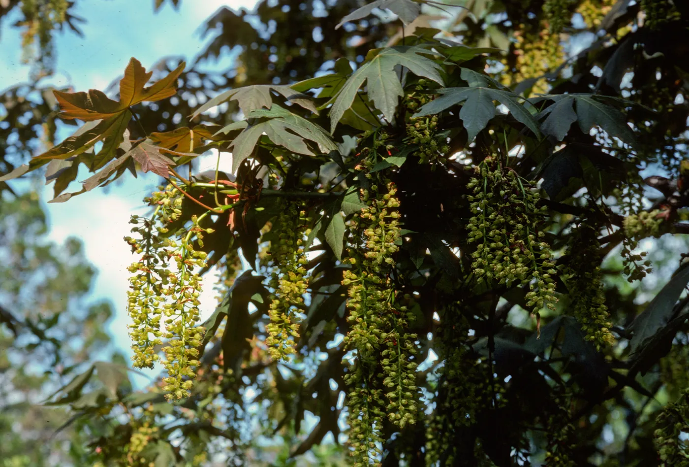 Acer macrophyllum