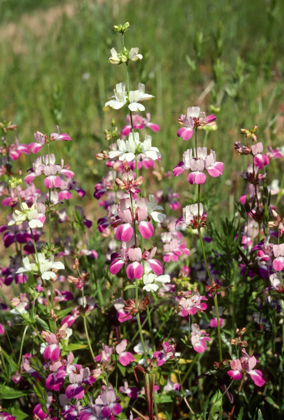 Collinsia heterophylla