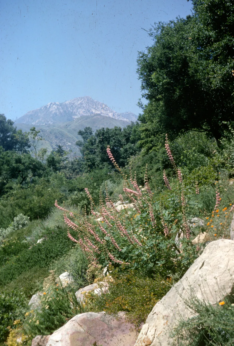 Campbell Trail