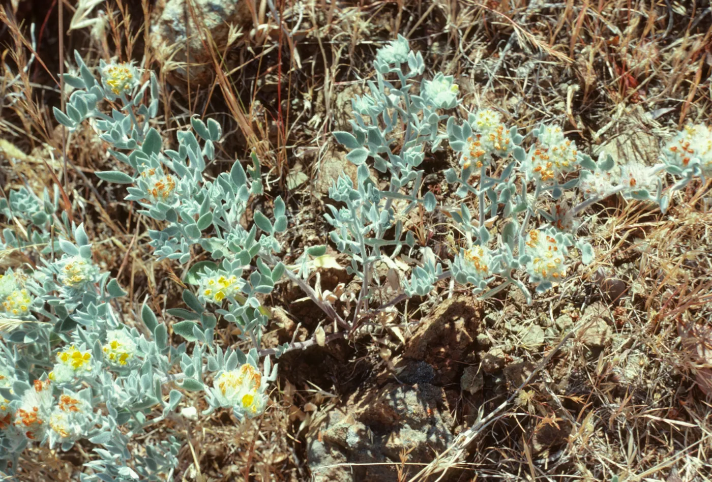Lotus argophyllus