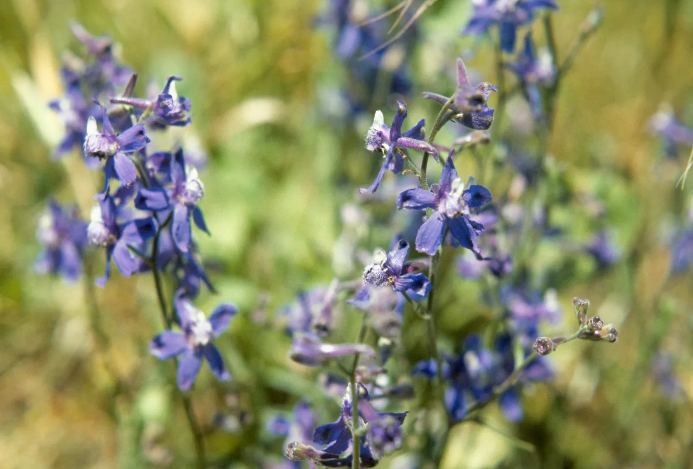 Delphinium parryi
