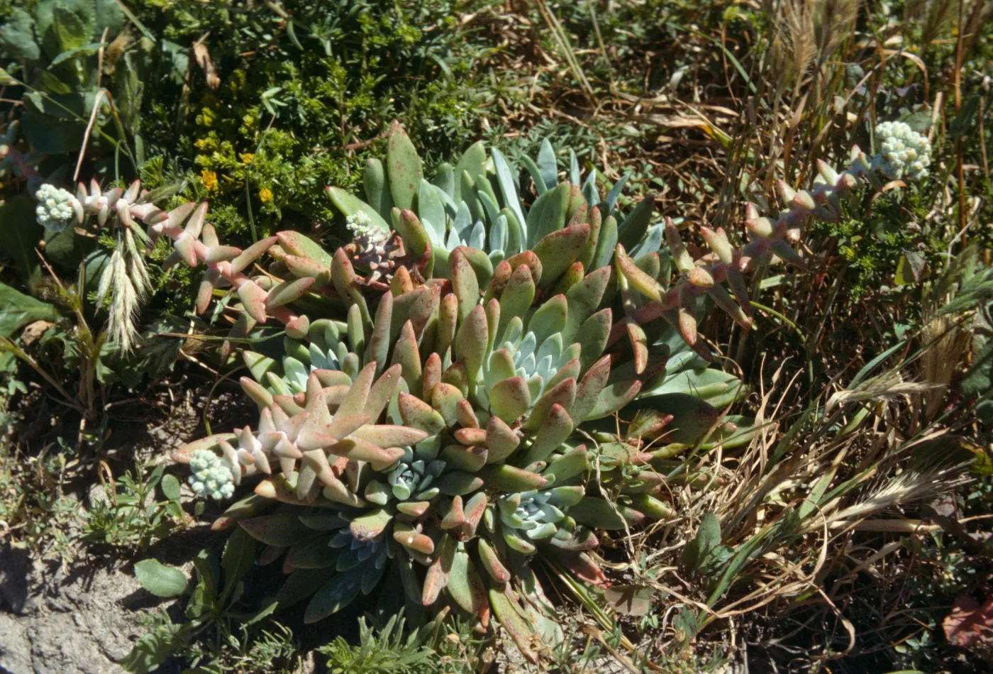 Dudleya caespitosa