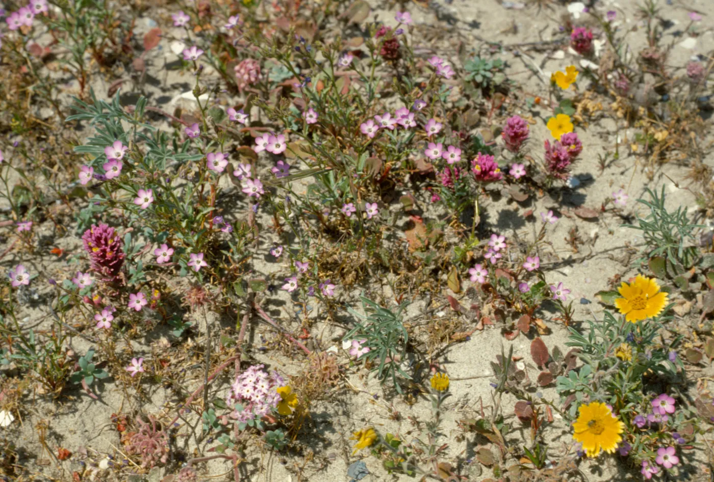 Gilia tenuiflora ssp. hoffmannii