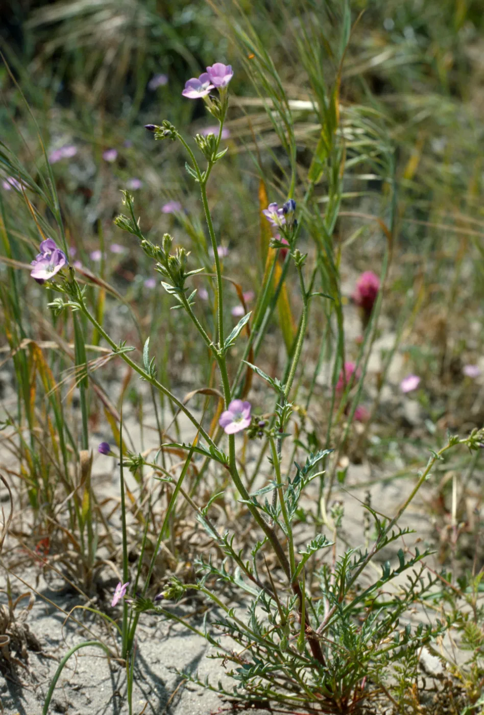 Gilia tenuiflora ssp. hoffmannii