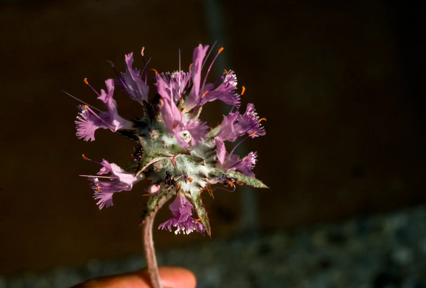 Salvia carduacea