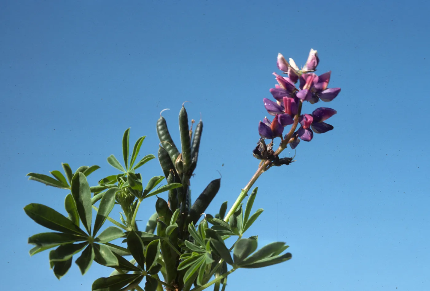 Lupine roadside