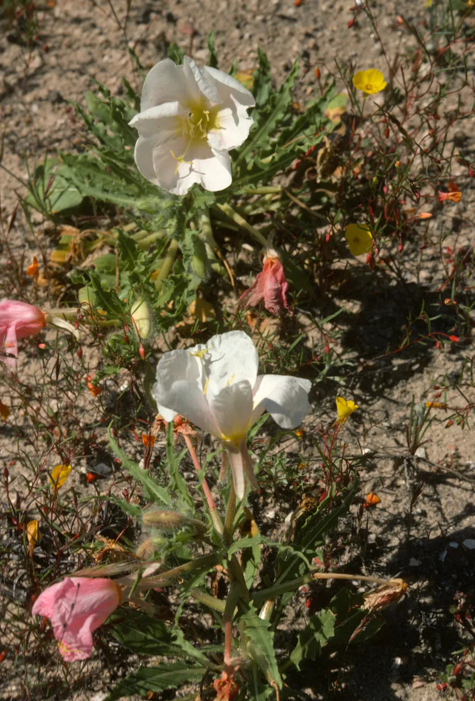 Evening Primrose