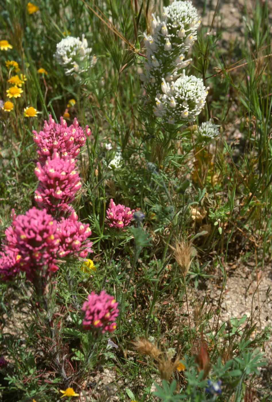 Owl's Clover
