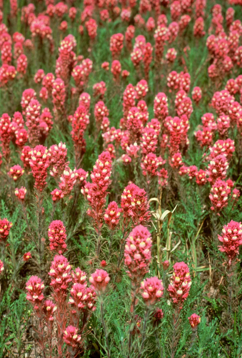 Owl's Clover