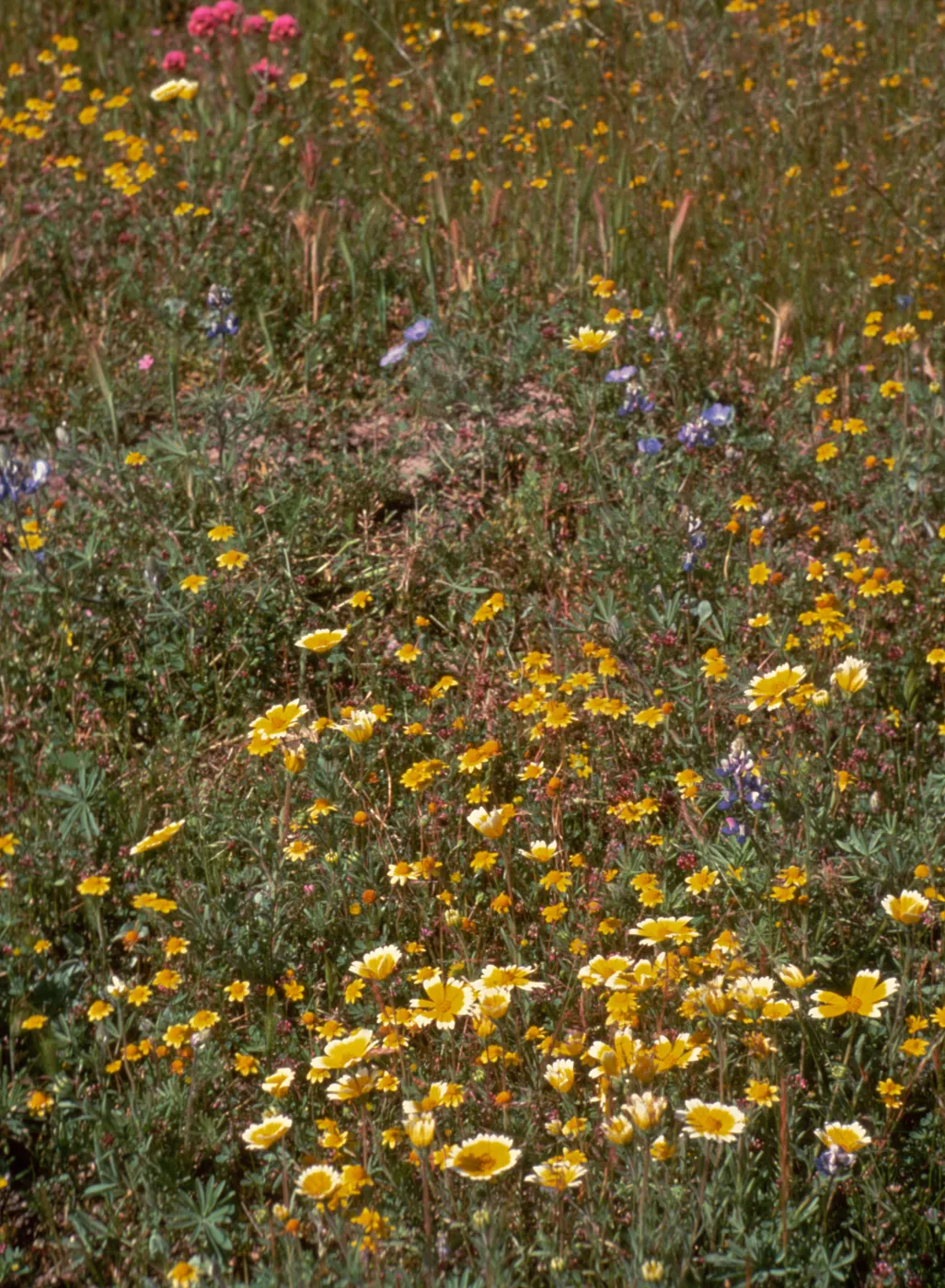 Avenales Wildlife Area