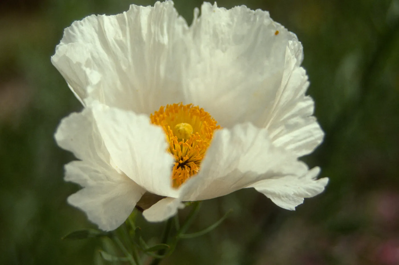 Romneya coulteri